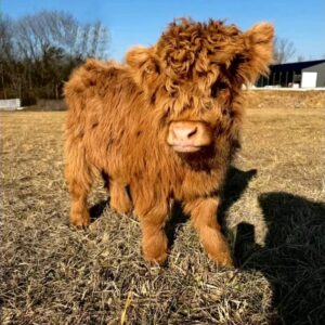 Bert (Midsize Highland cross bull for sale)