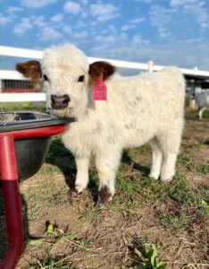 Read more about the article What is the price of the smallest cow?