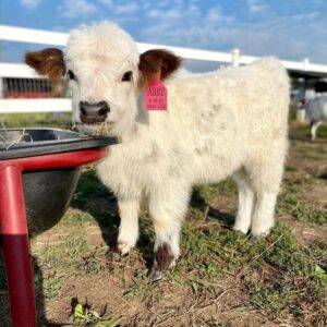 Midsize Highpark heifer for sale
