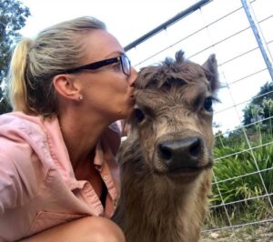 Read more about the article How much do mini cows cost?