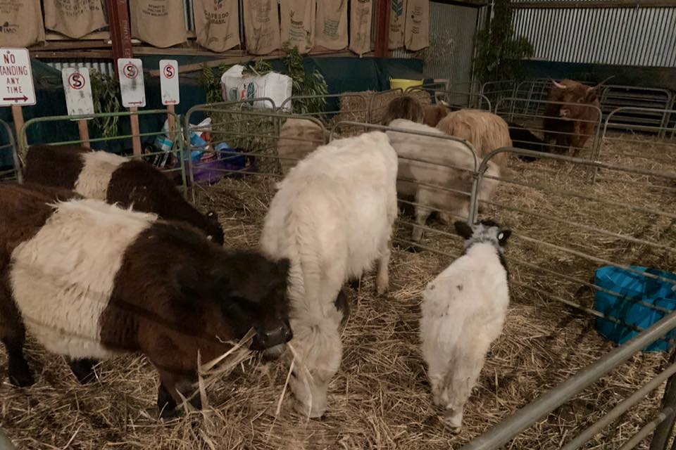 Read more about the article How Much Is a Mini Highland Cow in 2026?