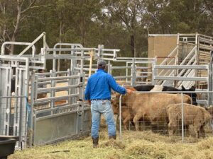 Read more about the article Highland Cattle