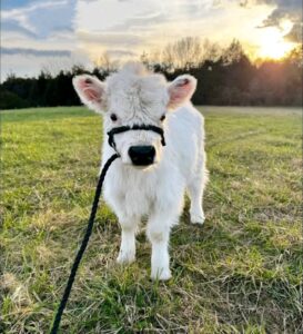 Read more about the article Searching For This Miniature Cow As Sale