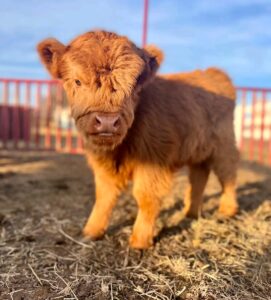 Read more about the article How much is the price of a small cow?