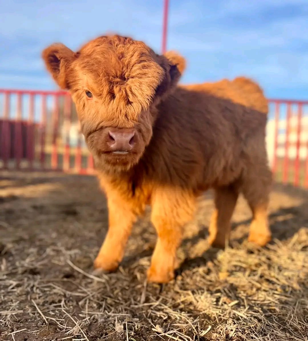 Read more about the article How much is the price of a small cow?