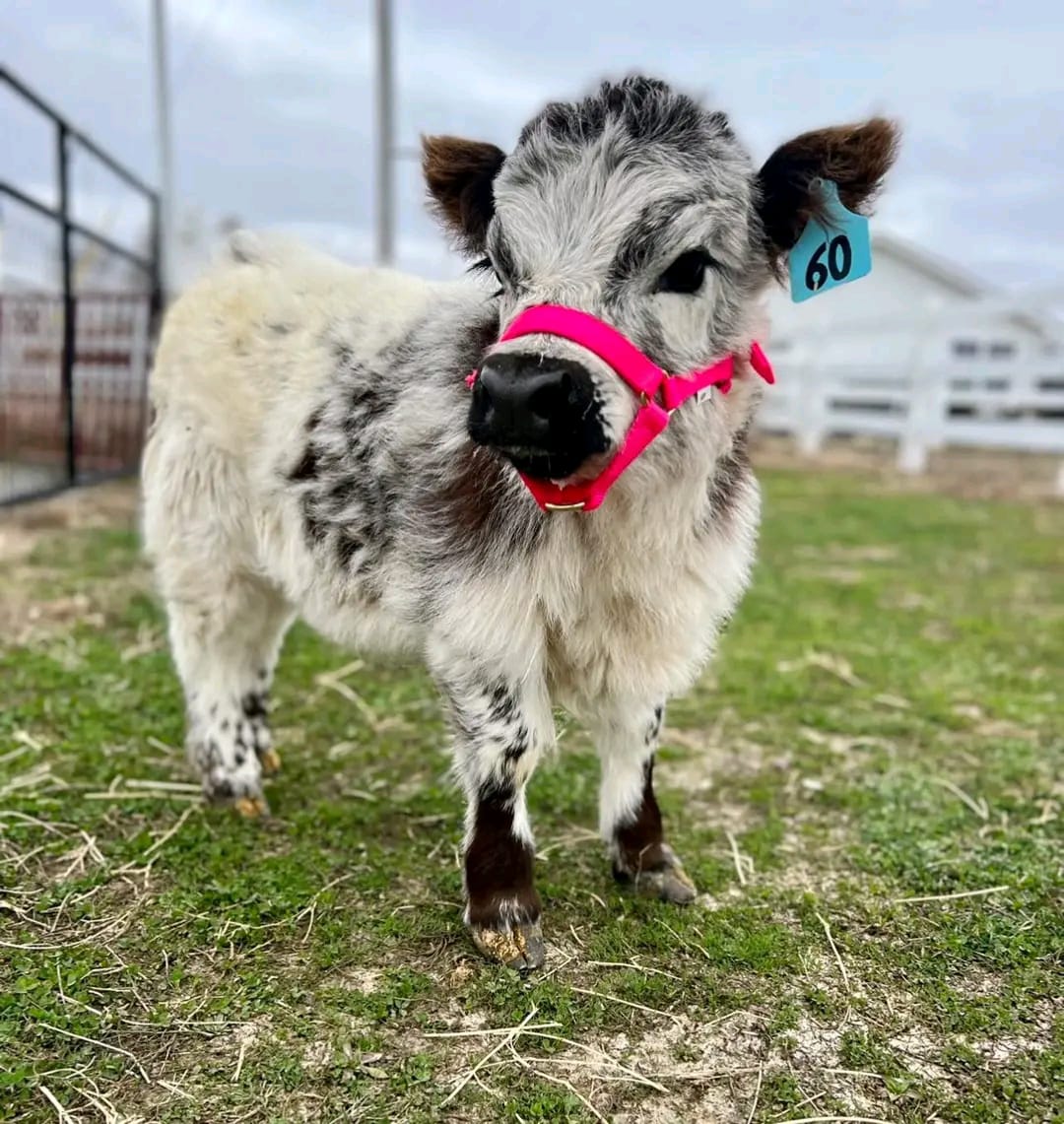 Read more about the article Exploring the Possibilities of Highland Cows as Pets