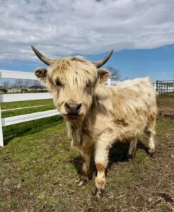 Read more about the article Miniature Cow for Sale