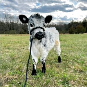 Chondro + Highpark Heifer Maniature cow for sale