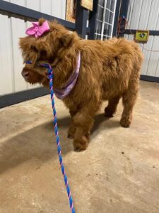 Read more about the article Looking For The Miniature Cow To Be Sale